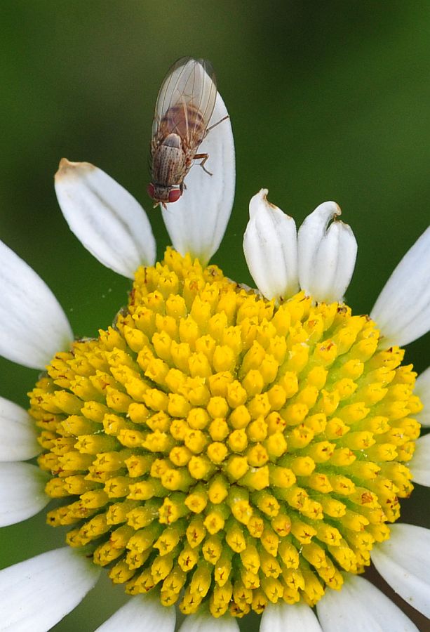 La vita in un fiore - seconda parte